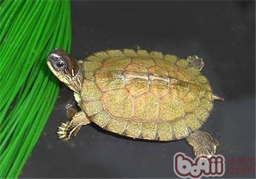 乌木纹龟的看护常识