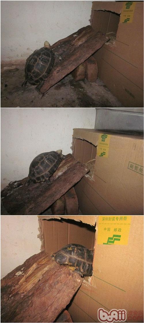 缅甸陆龟冬眠的部分体味