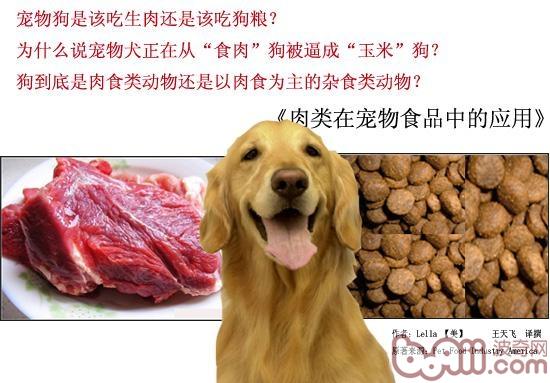 狗是肉食类动物仍旧以肉食为主的杂食类动物