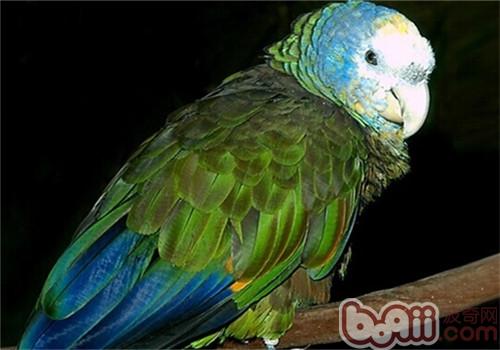 圣文生亚马逊鹦鹉的形态特性