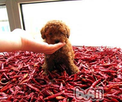 狗狗到底能吃辣椒吗