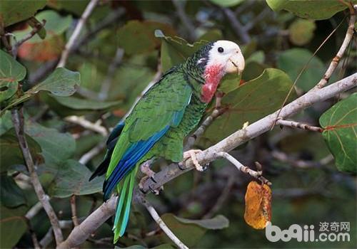 古巴亚马逊鹦鹉的豢养情况