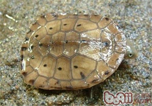 参瞅龟保护之巴西渔龟