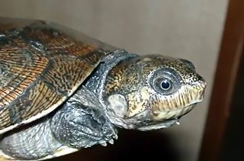 参瞅龟保护之马达加斯加壮龟