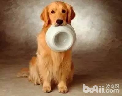 狗狗吃大便的缘故，狗狗为什么会吃大便？