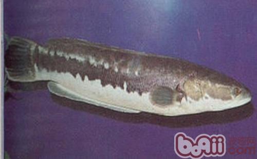 茅尖鱼的形状特性
