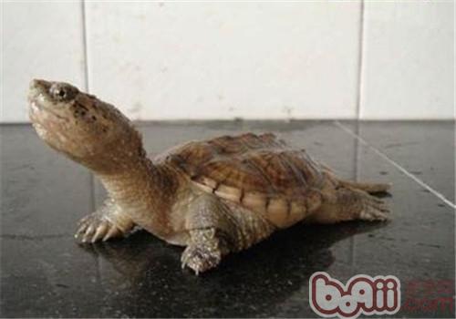 南美拟鳄龟的品种简介