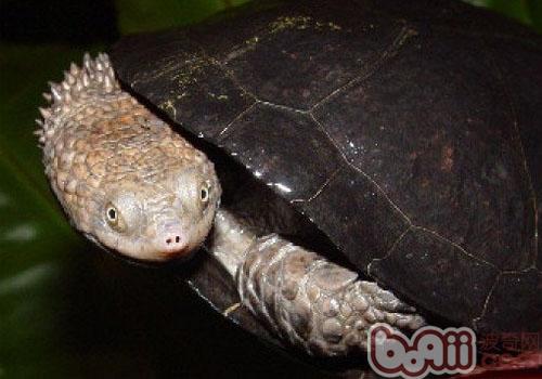 参瞅龟保护之蛇颈刺龟