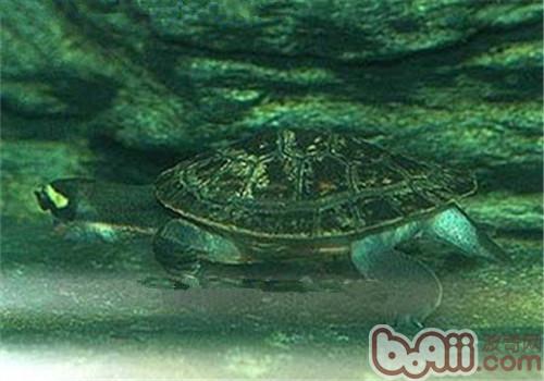 澳洲大头曲颈龟的保护方式