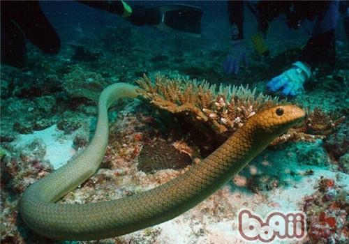 青环海蛇的形态特性