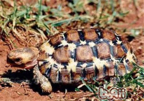洛帕蒂折背陆龟的品种简介