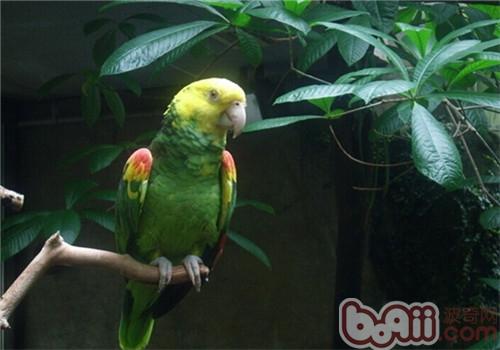 双黄头亚马逊鹦鹉的喂食重心