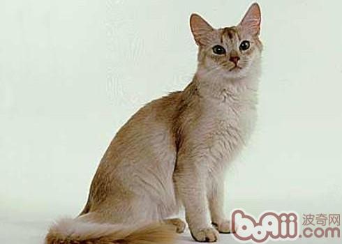 索马里猫的形态特性
