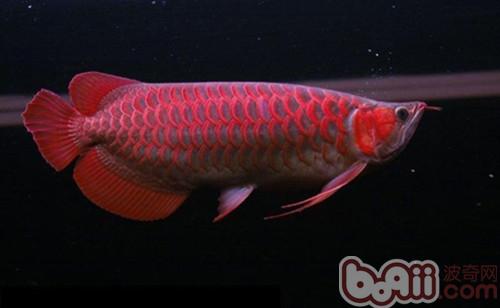 红龙幼鱼怎么样辨别体型
