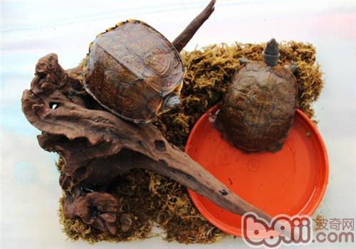 洪都拉斯木纹龟的生计情况引见