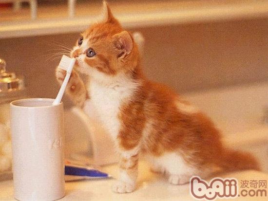 用纱布帮帮猫咪刷牙的办法
