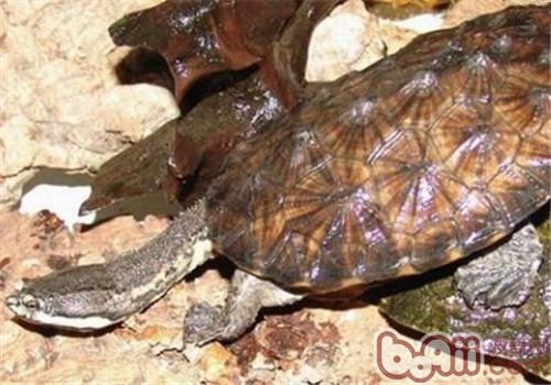 南美蛇颈龟的瞅护常识