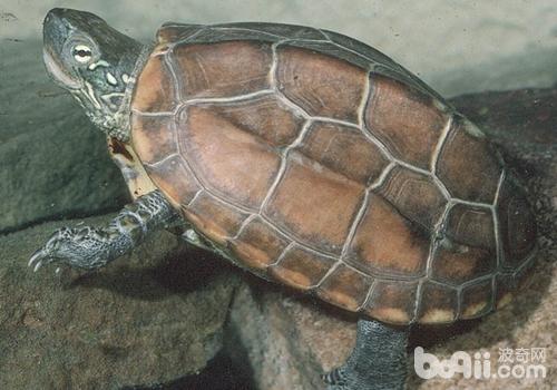 草龟的特性及豢养办法