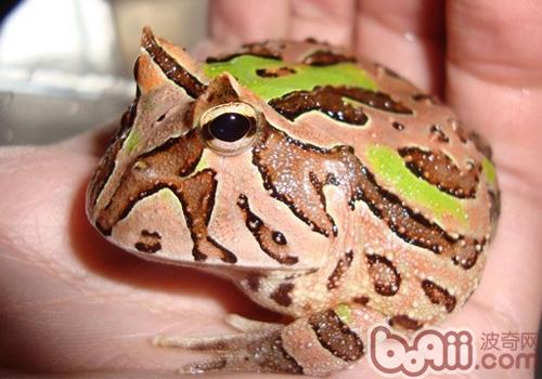 南美角蛙形态特性