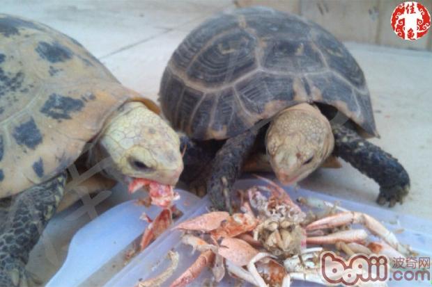 陆龟都是食斋吗？