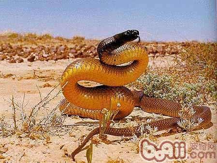 澳洲金刚刚蛇的存在央求