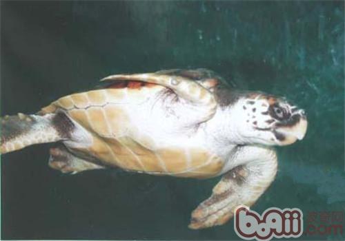 宁靖洋蠵龟的种类简介