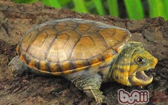 麝香龟的龟种常识