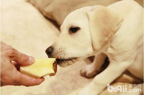 不妨给狗狗吃的生果有哪些，给狗狗吃生果该当注沉什么