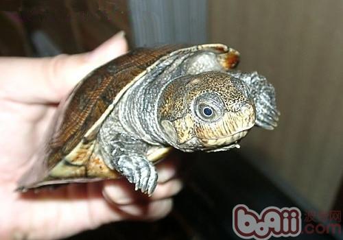 马达加斯加大头侧颈龟的豢养重心