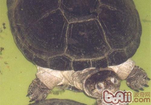 非洲棱背泥龟的保护重心