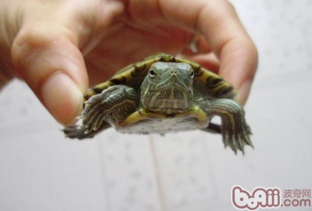 怎么样了解宠物龟的性别