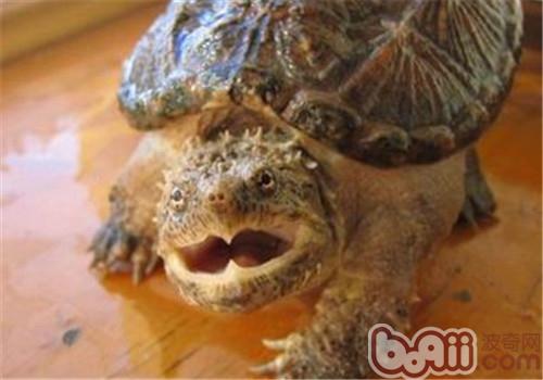 佛州拟鳄龟的种类简介