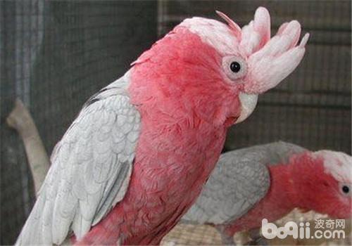 粉红凤头鹦鹉的喂食重心