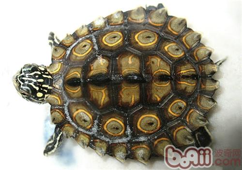 黄斑舆图龟的保护重心