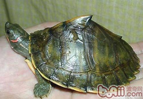 参瞅龟保护之印度棱背龟