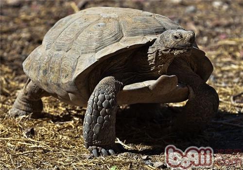 戈壁地鼠龟的种类简介