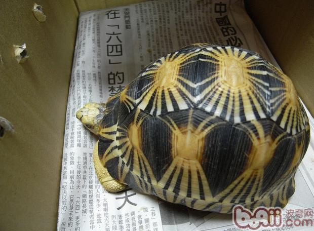 辐射陆龟的形态特性