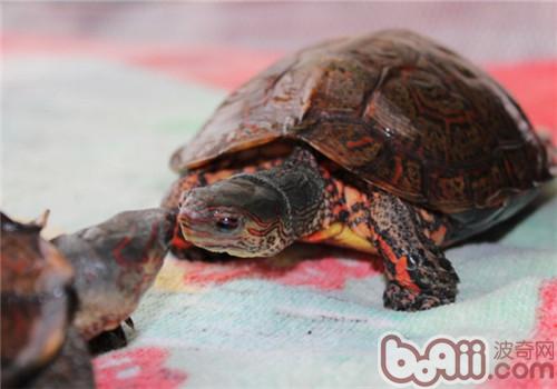 洪都拉斯木纹龟的饲喂注重事项