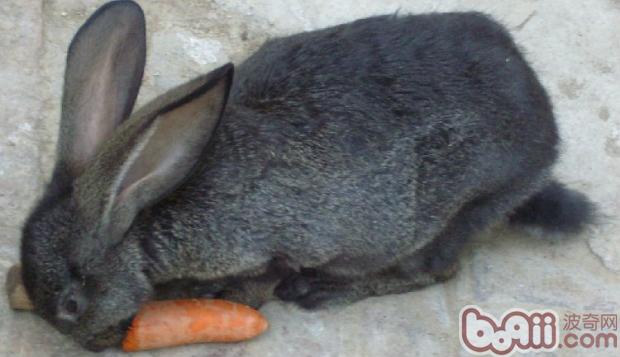 戴你走出兔兔吃红萝卜的误区