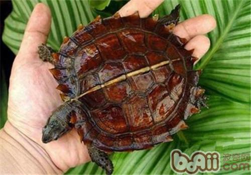刺山龟的种类简介