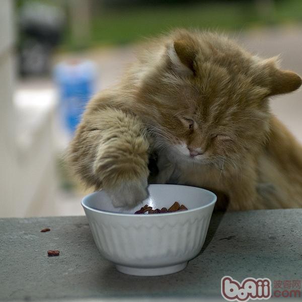 为猫咪采用食具的方式