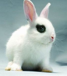 矮子海棠兔的基础特性