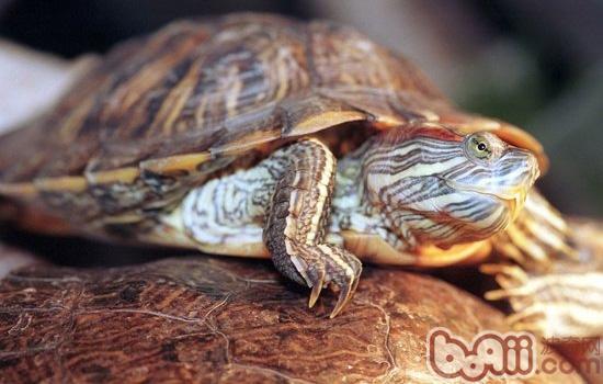 夏季龟龟晒背的注重事项