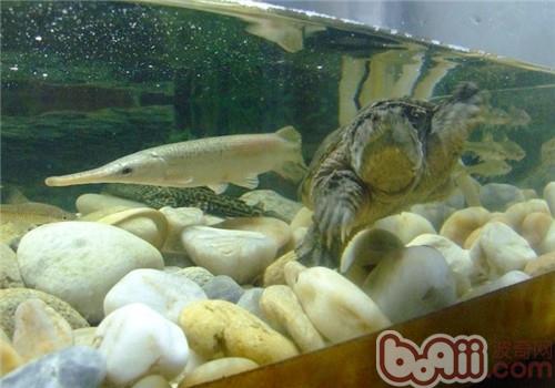 水龟和鱼能混养吗？