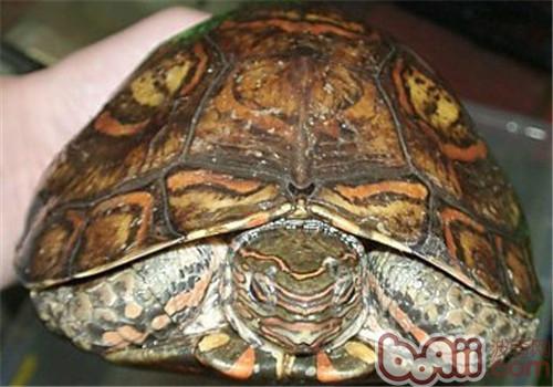 哥斯达黎加木纹龟的种类简介