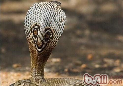 印度眼镜蛇的形态特性