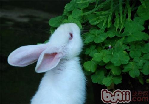 兔子不妨吃花生吗