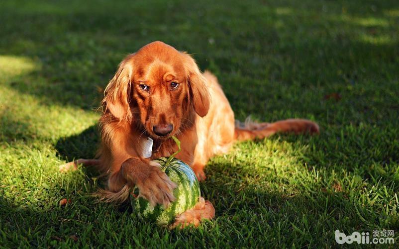 给狗狗吃生果的注重事项都有哪些？