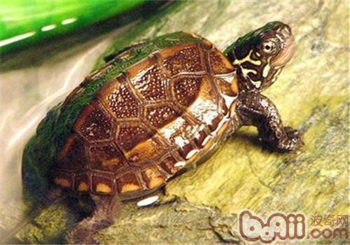 黑龟水池生态养殖技巧