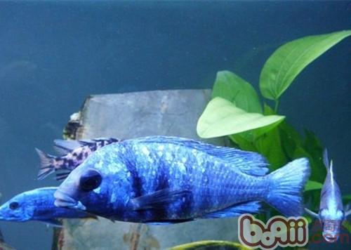 蓝宝石鱼的豢养情况